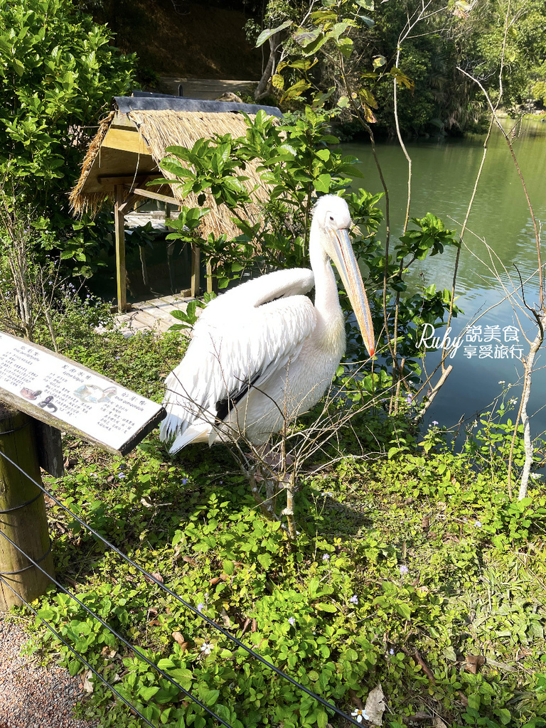 【新竹旅遊親子景點】綠世界生態農場 ，近距離接觸可愛動物，7