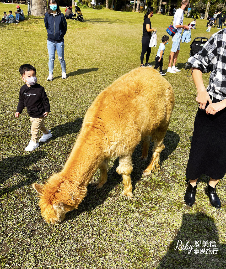 【新竹旅遊親子景點】綠世界生態農場 ，近距離接觸可愛動物，7