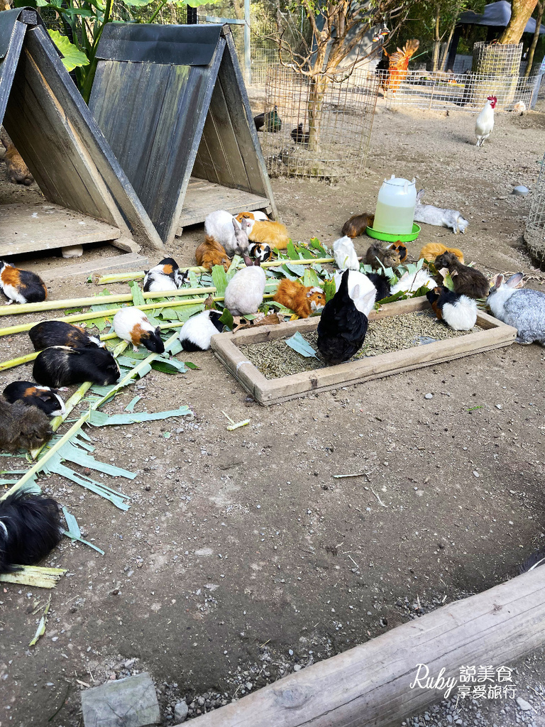 【新竹旅遊親子景點】綠世界生態農場 ，近距離接觸可愛動物，7