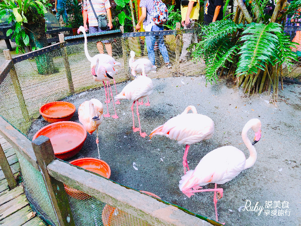 【新竹旅遊親子景點】綠世界生態農場 ，近距離接觸可愛動物，7