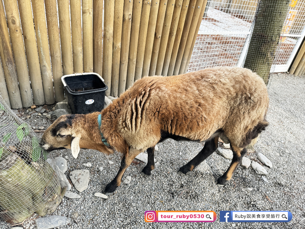 【宜蘭冬山鄉農場】水岸森林物語可愛動物園區，園區環境乾淨，工