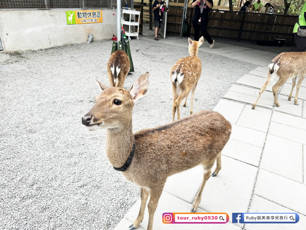 【宜蘭冬山鄉農場】水岸森林物語可愛動物園區，園區環境乾淨，工