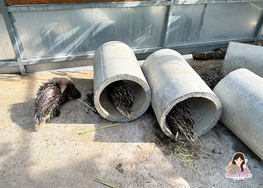 【台南親子農場】樹谷農場只需60元,園區許多付費遊樂設施,可 【台南親子農場】樹谷農場只需60元,園區許多付費遊樂設施,可