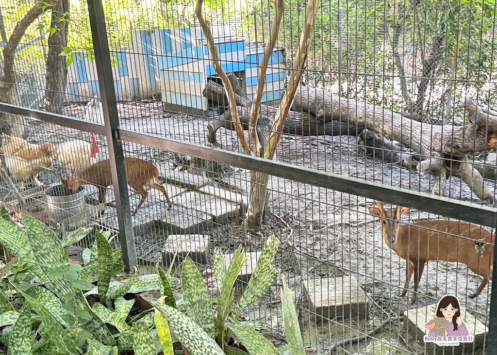 【台南親子農場】樹谷農場只需60元,園區許多付費遊樂設施,可 【台南親子農場】樹谷農場只需60元,園區許多付費遊樂設施,可