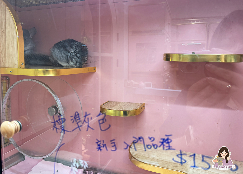 【南港龍貓咖啡廳】悠悠龍貓咖啡 -全台第一間龍貓互動餐廳,