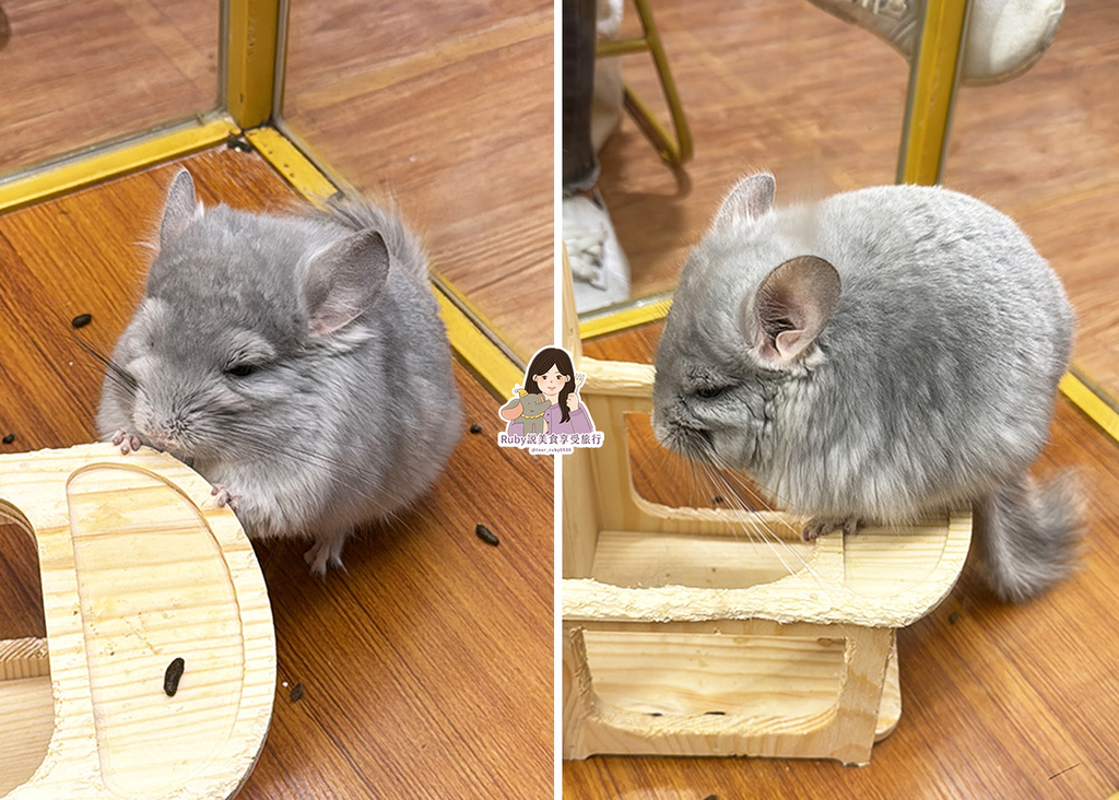 【南港龍貓咖啡廳】悠悠龍貓咖啡 -全台第一間龍貓互動餐廳,