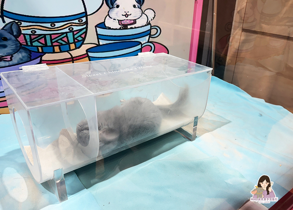 【南港龍貓咖啡廳】悠悠龍貓咖啡 -全台第一間龍貓互動餐廳,