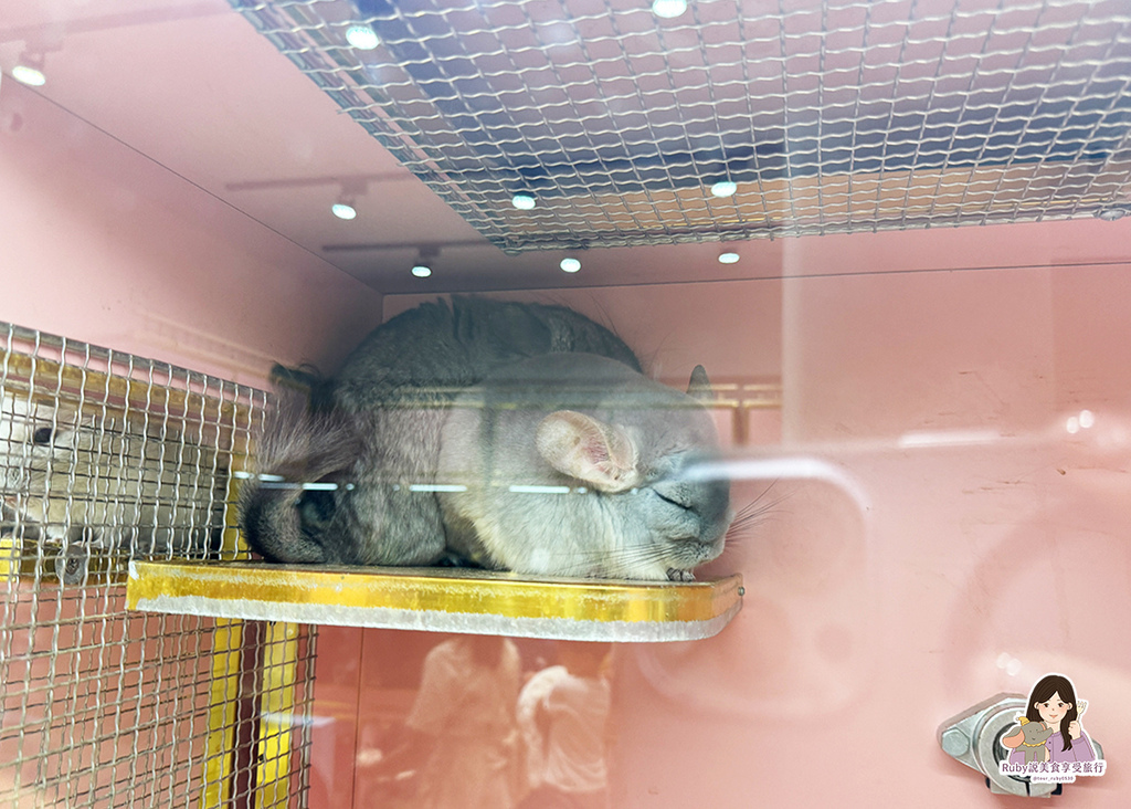 【南港龍貓咖啡廳】悠悠龍貓咖啡 -全台第一間龍貓互動餐廳,