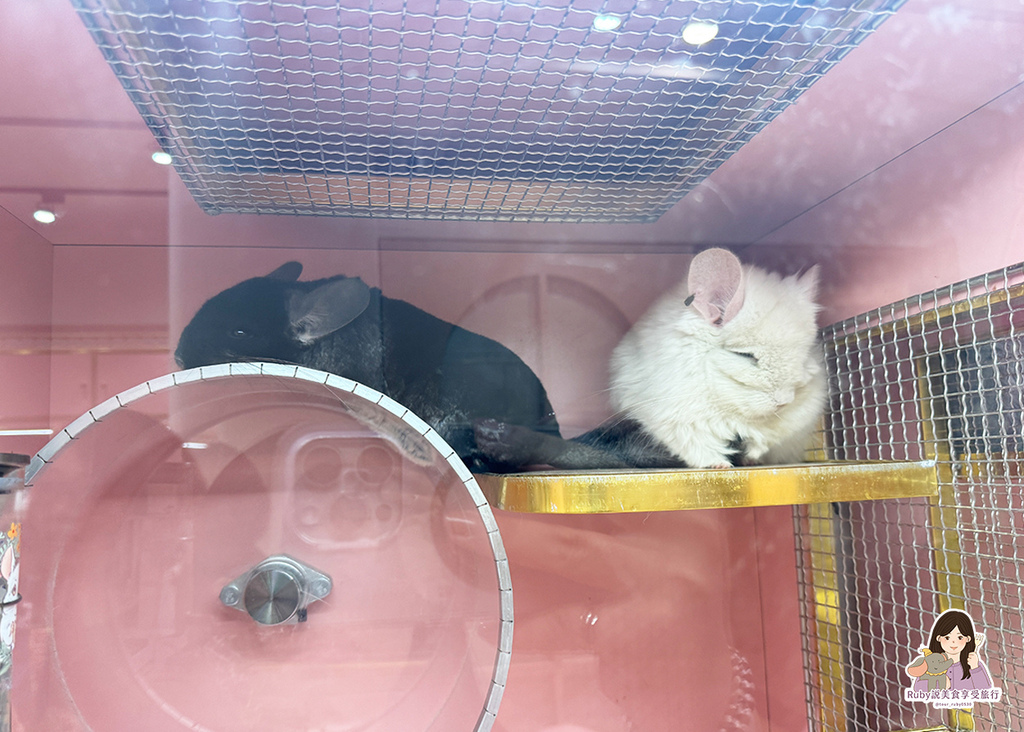 【南港龍貓咖啡廳】悠悠龍貓咖啡 -全台第一間龍貓互動餐廳,