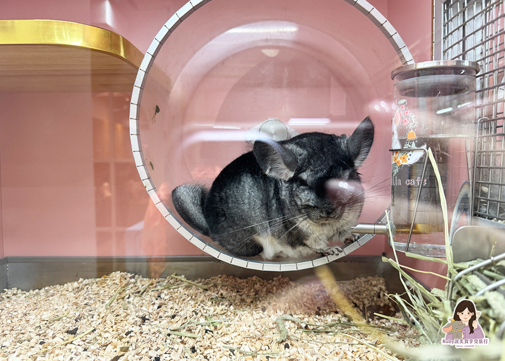 【南港龍貓咖啡廳】悠悠龍貓咖啡 -全台第一間龍貓互動餐廳,