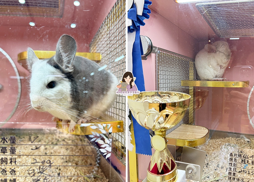 【南港龍貓咖啡廳】悠悠龍貓咖啡 -全台第一間龍貓互動餐廳,