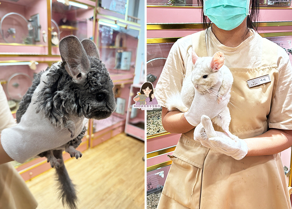 【南港龍貓咖啡廳】悠悠龍貓咖啡 -全台第一間龍貓互動餐廳,