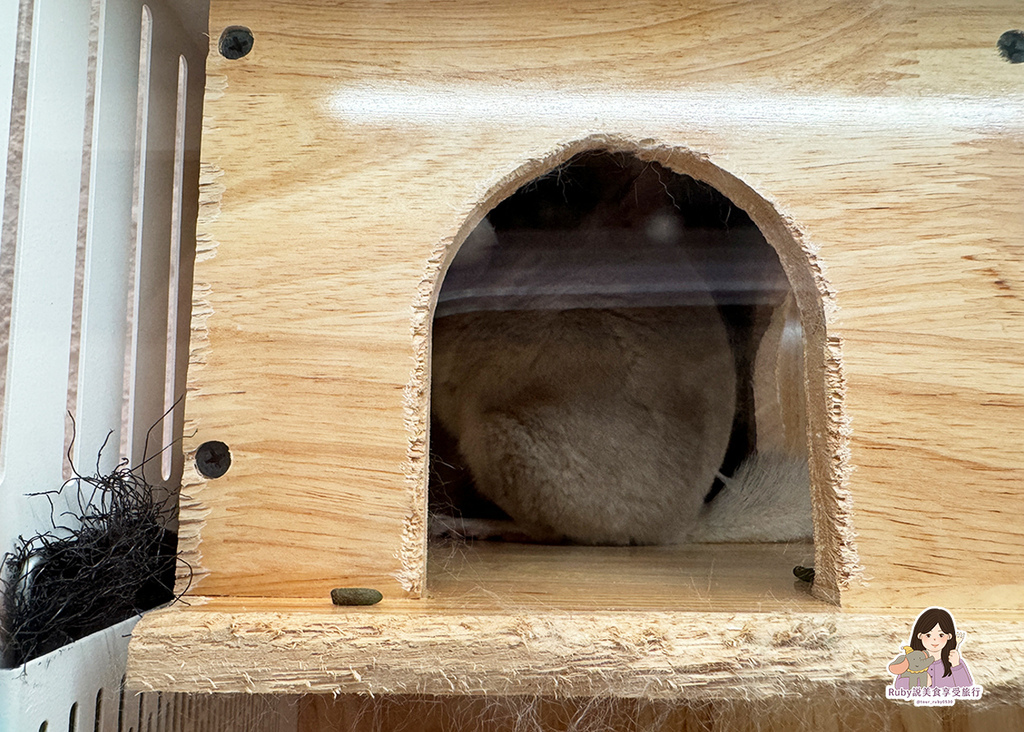 【南港龍貓咖啡廳】悠悠龍貓咖啡 -全台第一間龍貓互動餐廳,