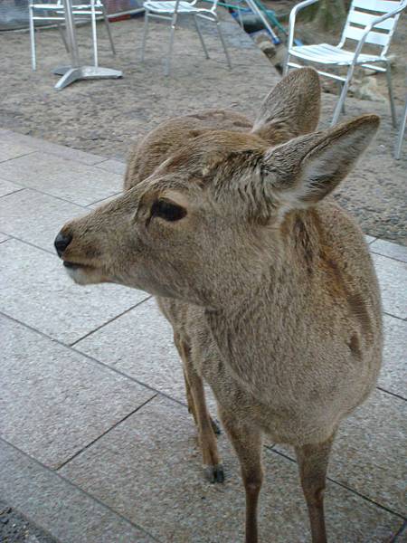 奈良梅花鹿公園