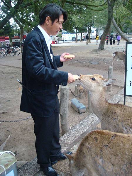 奈良梅花鹿公園