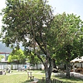 花蓮吉安慶修院-庭院大樹