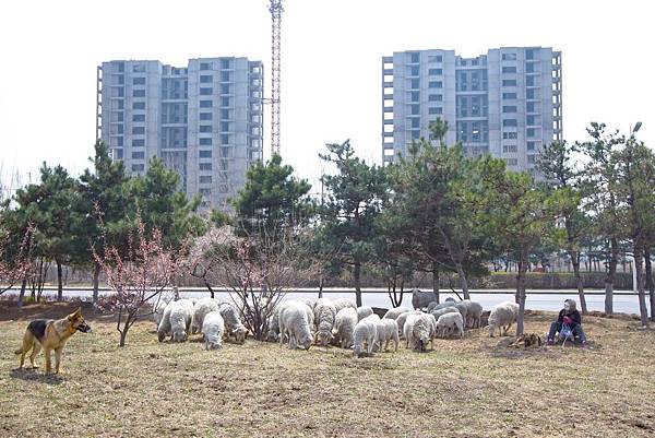 鬼城 - 沈(陽)北新區道義街道進步村馬路兩側綠化帶放牧.jpg 鬼城 - 沈(陽)北新區道義街道進步村馬路兩側綠化帶放牧.jpg
