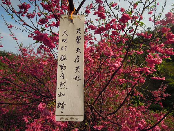 大坑濁水巷櫻花 大坑濁水巷櫻花