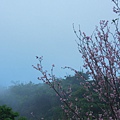 細雨與大霧中的新社櫻花林