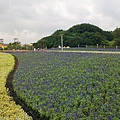 地景花海