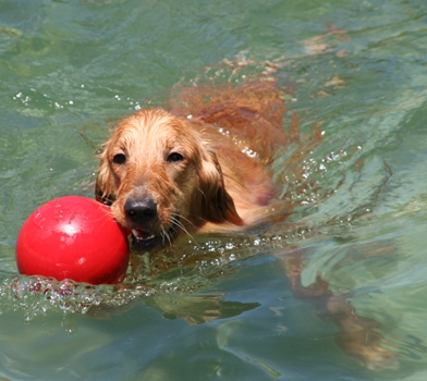 愛狗游泳