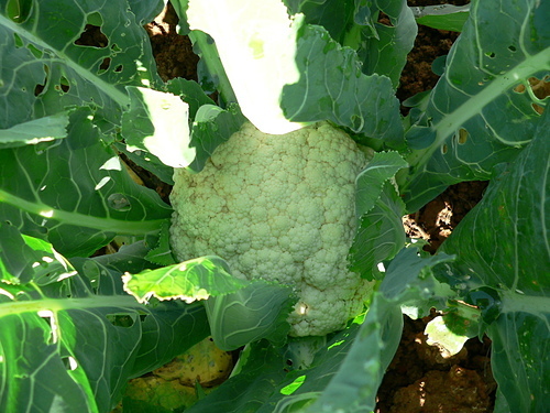 花色圖鑑-白花朵(白色系列)