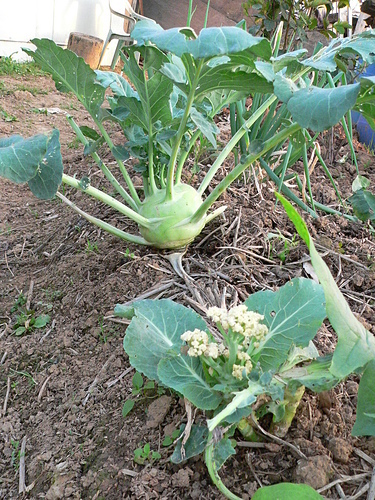 花色圖鑑-白花朵(白色系列)