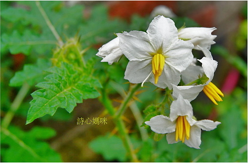 花色圖鑑-白花朵(白色系列)