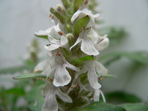 花色圖鑑-白花朵(白色系列)
