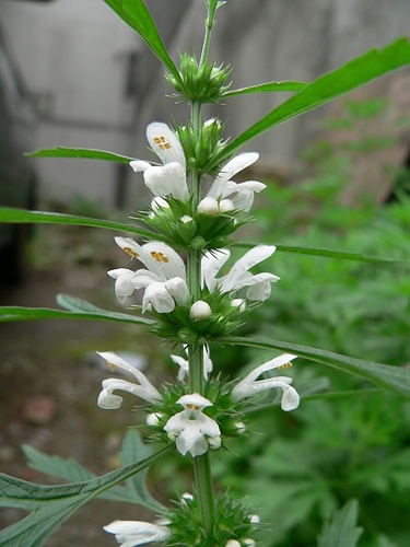 花色圖鑑-白花朵(白色系列)