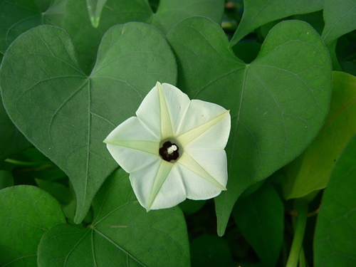 花色圖鑑-白花朵(白色系列)