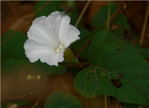 花色圖鑑-白花朵(白色系列)