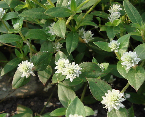 花色圖鑑-白花朵(白色系列)