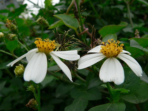 花色圖鑑-白花朵(白色系列)