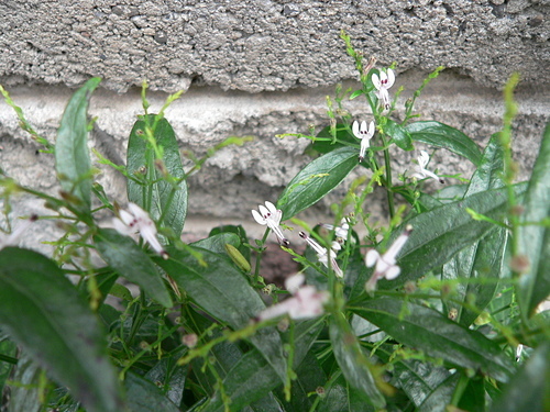 花色圖鑑-白花朵(白色系列)
