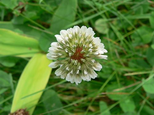 花色圖鑑-白花朵(白色系列)