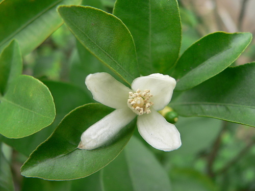 花色圖鑑-白花朵(白色系列)