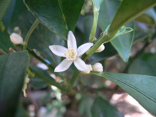 花色圖鑑-白花朵(白色系列)