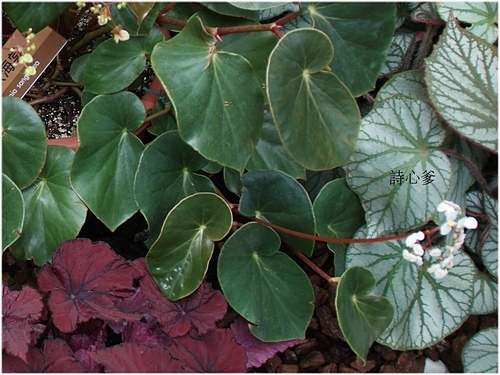 花色圖鑑-白花朵(白色系列)