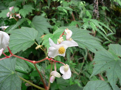 花色圖鑑-白花朵(白色系列)