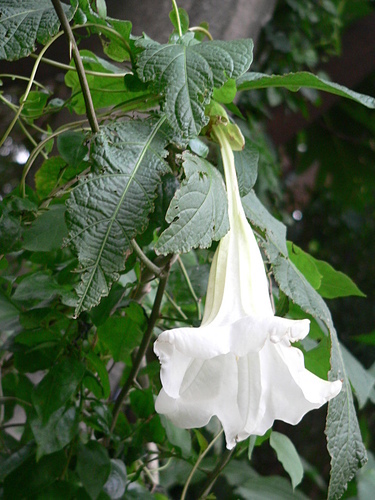 花色圖鑑-白花朵(白色系列)