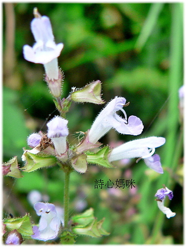花色圖鑑-白花朵(白色系列)