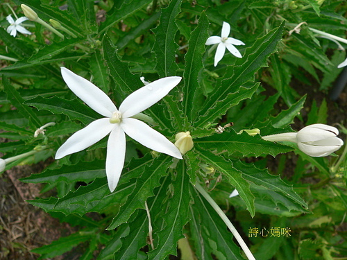 花色圖鑑-白花朵(白色系列)