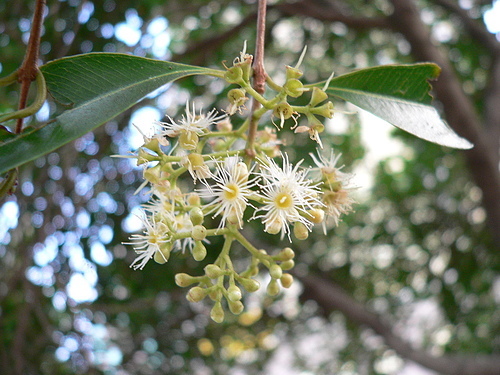 花色圖鑑-白花朵(白色系列)