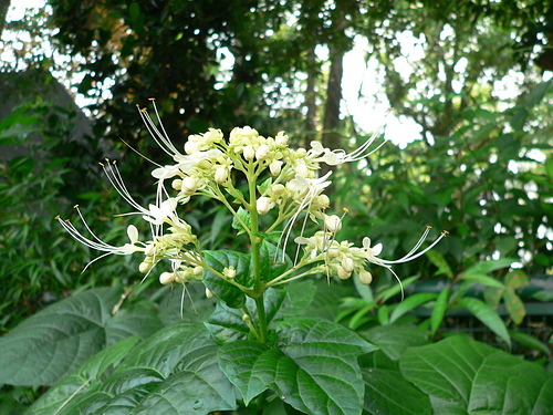 花色圖鑑-白花朵(白色系列)