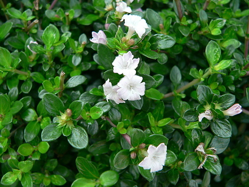 花色圖鑑-白花朵(白色系列)