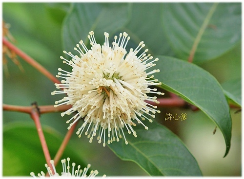 花色圖鑑-白花朵(白色系列)