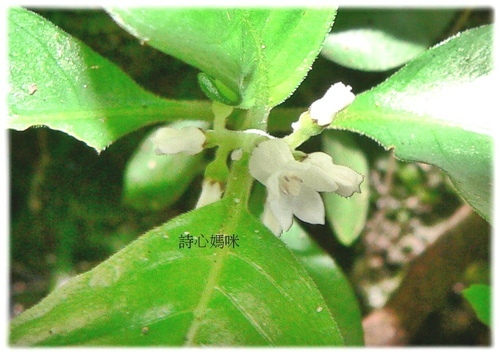 花色圖鑑-白花朵(白色系列)