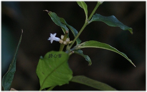 花色圖鑑-白花朵(白色系列)