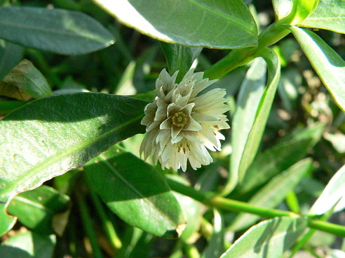 花色圖鑑-白花朵(白色系列)